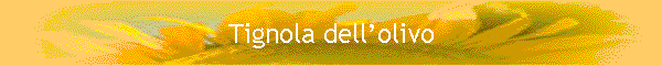 Tignola dellolivo