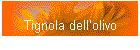 Tignola dell’olivo