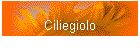 Ciliegiolo